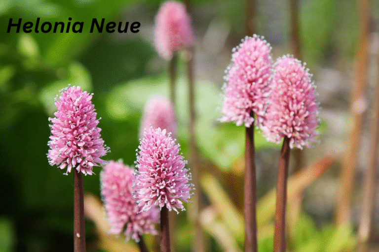 Helonia Neue